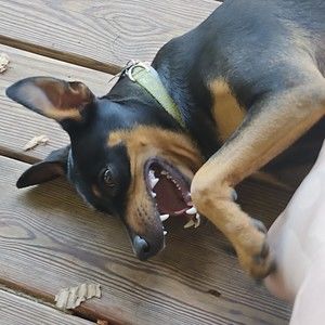 Meet your Posher, Robin